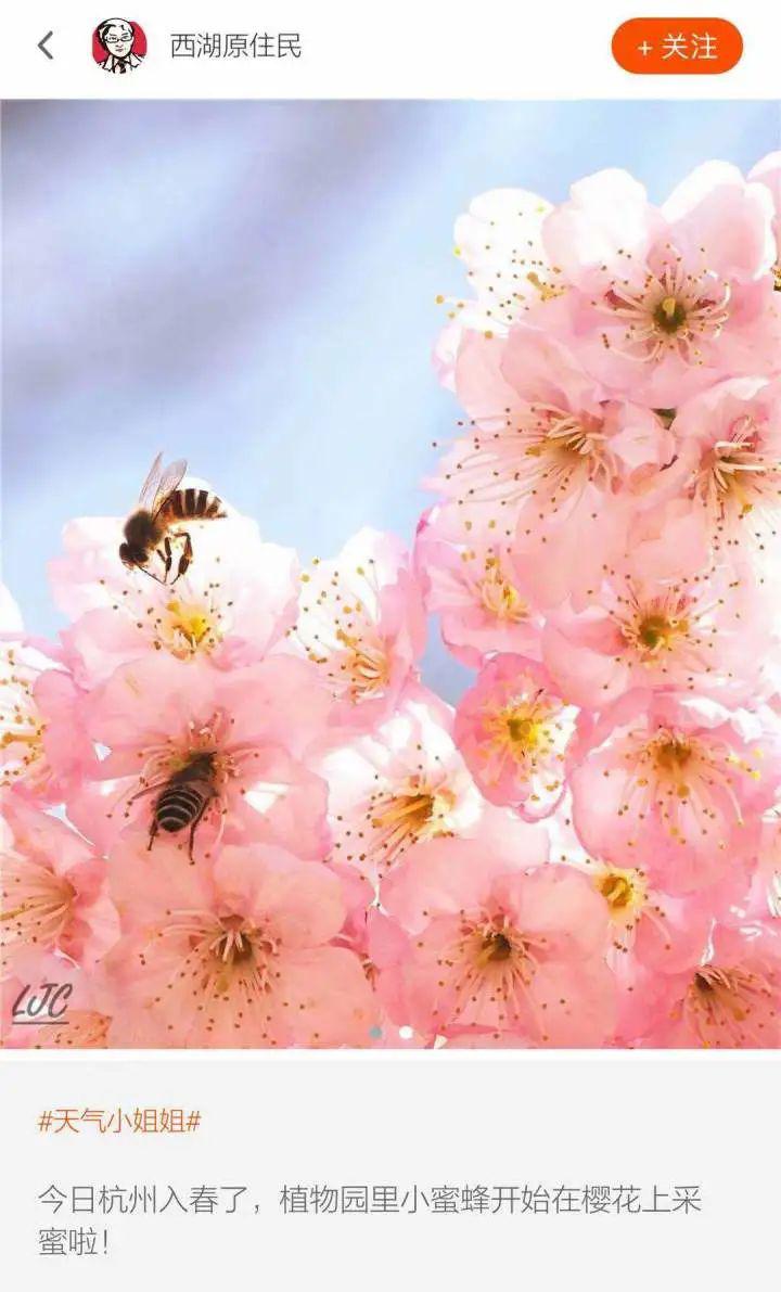 一夜之间，杭州的花儿全开了！