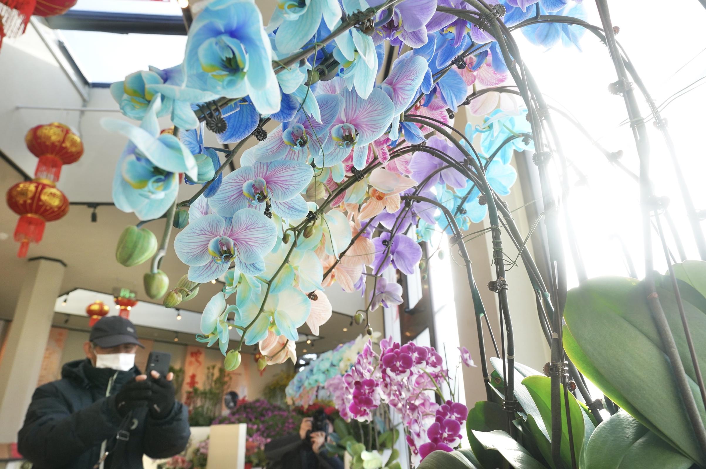 中山公园举办兰花展，江南特有品种组团“北上”