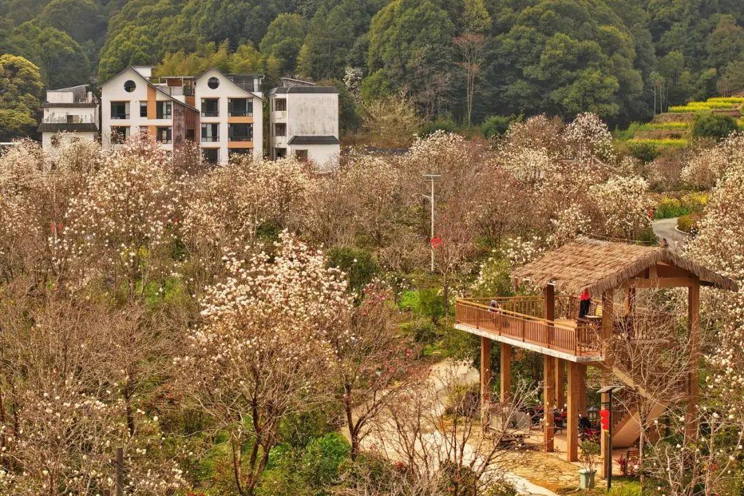 解锁春日限定浪漫！从化2月踏春赏花正当时